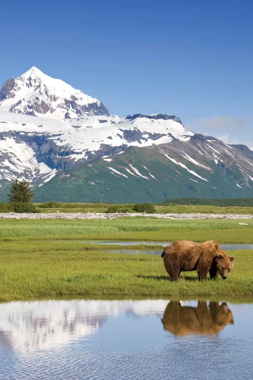 Grazing Grizzly Bear Near Hallo Bay, Katmai National Park, Alaska, USA