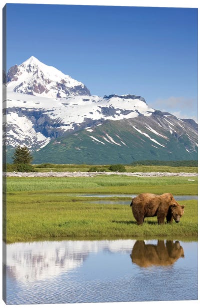 Grazing Grizzly Bear Near Hallo Bay, Katmai National Park, Alaska, USA Canvas Art Print