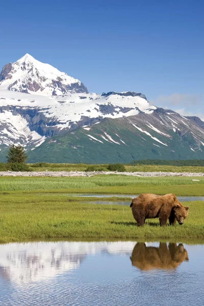 Alaska: Grazing Grizzly Bear Near Hallo Bay, Katmai National Park, Alaska, USA by Paul Souders