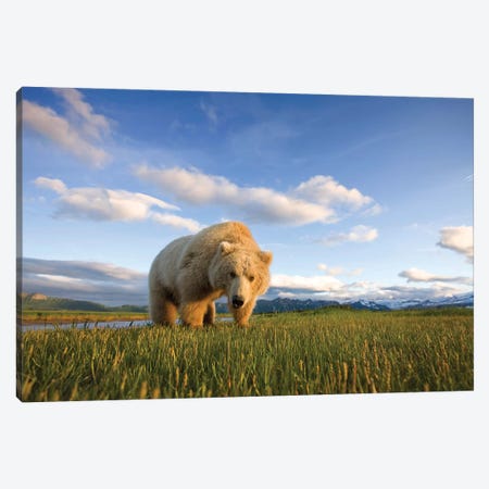 Blonde Grizzly Bear Near Hallo Bay, Katmai National Park, Alaska, USA Canvas Print #PSO8} by Paul Souders Canvas Art