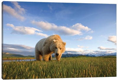 Blonde Grizzly Bear Near Hallo Bay, Katmai National Park, Alaska, USA Canvas Art Print