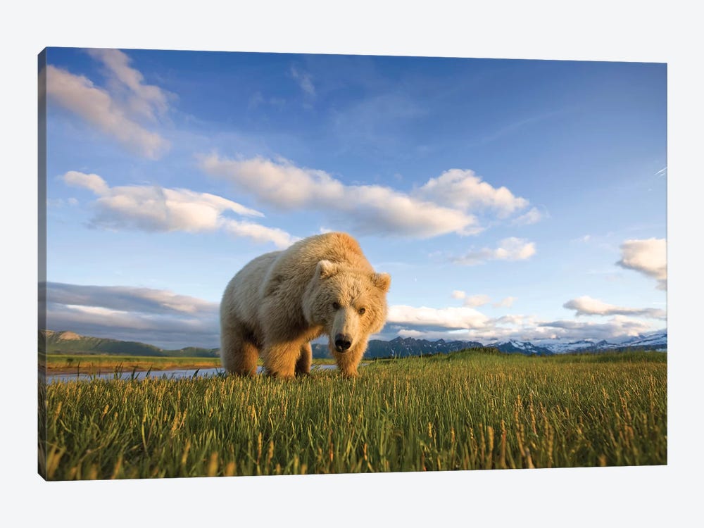 Blonde Grizzly Bear Near Hallo Bay, Katmai National Park, Alaska, USA by Paul Souders 1-piece Canvas Print