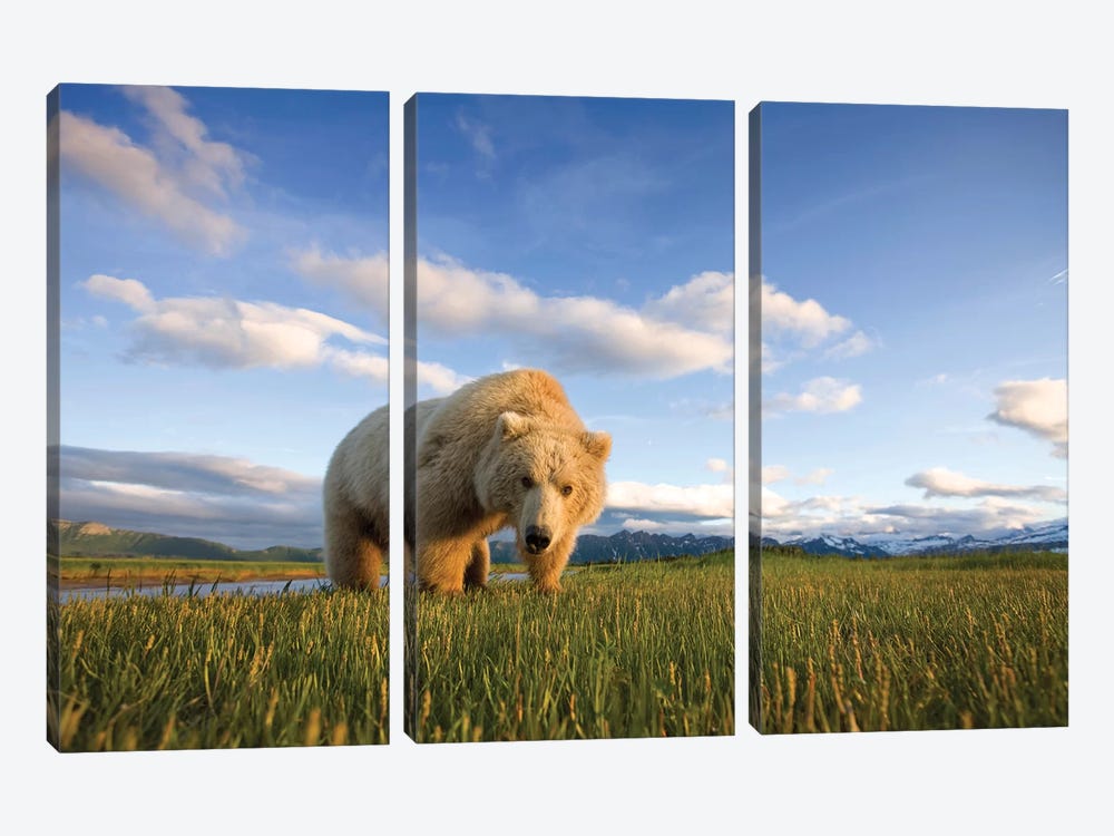 Blonde Grizzly Bear Near Hallo Bay, Katmai National Park, Alaska, USA by Paul Souders 3-piece Canvas Print