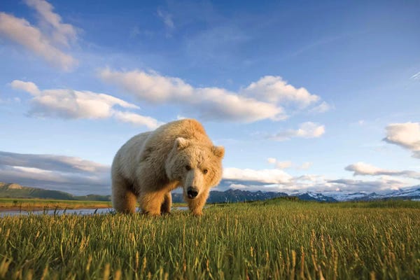 Blonde Grizzly Bear Near Hallo Bay, Katmai National Park, Alaska, USA