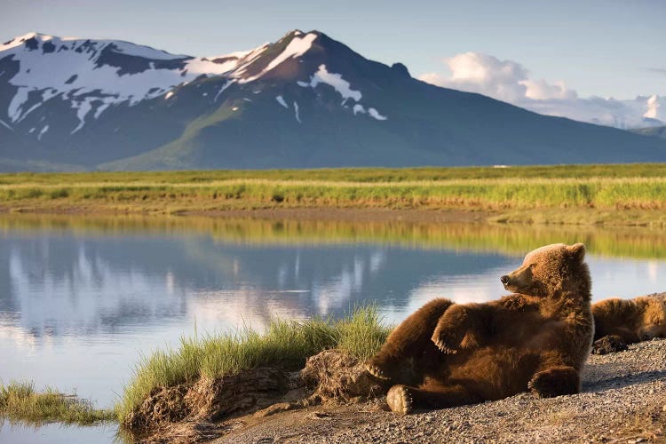 Lounging Grizzly Bear Near Hallo Bay, Katmai National Park, Alaska, USA