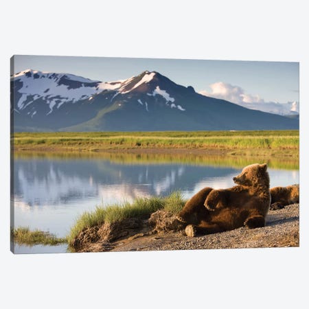 Lounging Grizzly Bear Near Hallo Bay, Katmai National Park, Alaska, USA Canvas Print #PSO9} by Paul Souders Canvas Art