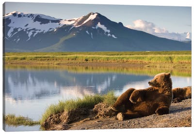 Lounging Grizzly Bear Near Hallo Bay, Katmai National Park, Alaska, USA Canvas Art Print - Snowy Mountain Art