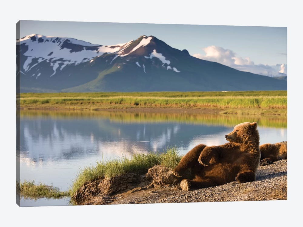 Lounging Grizzly Bear Near Hallo Bay, Katmai National Park, Alaska, USA by Paul Souders 1-piece Canvas Artwork