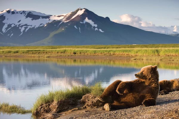 Lounging Grizzly Bear Near Hallo Bay, Katmai National Park, Alaska, USA