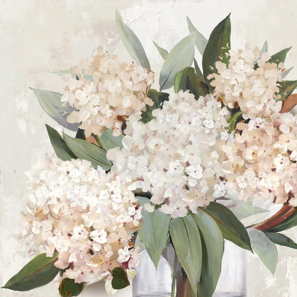 Blossoming Hydrangeas In Gentle Light