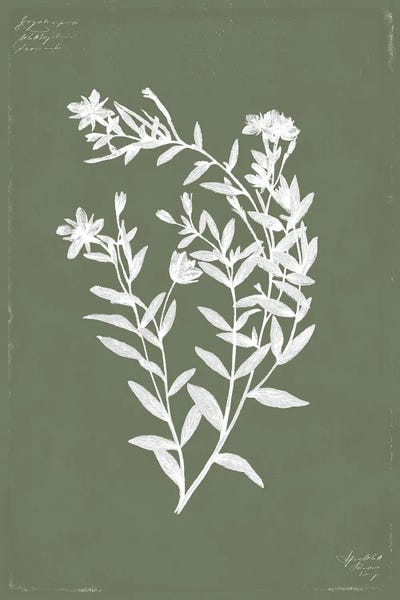 Canvas Print: Botanical Garden III by PI Studio - thumbnail