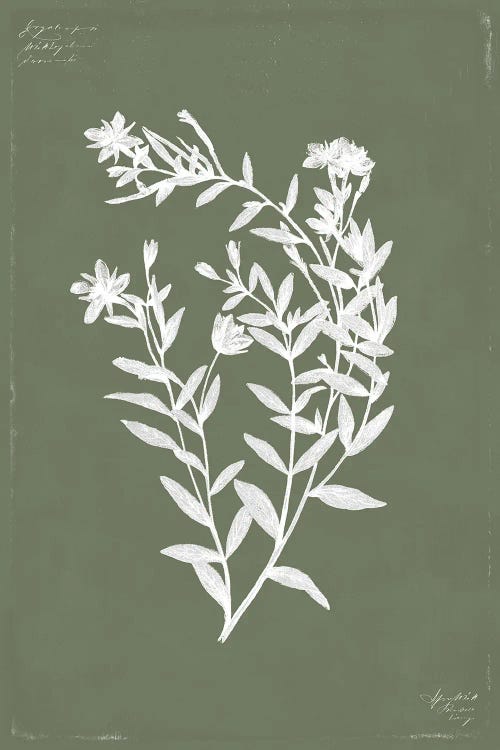 Botanical Garden III