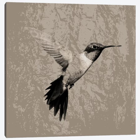 Feathered I Canvas Print #PST250} by PI Studio Canvas Art Print