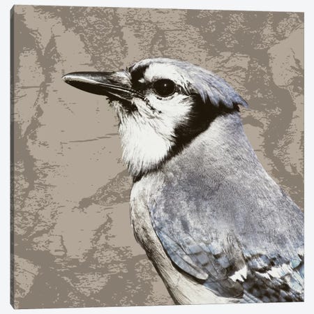 Baby Blue Jay Bird Wrapped Canvas Print