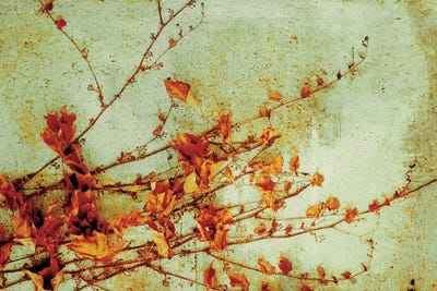 Persimmon by PI Studio canvas print