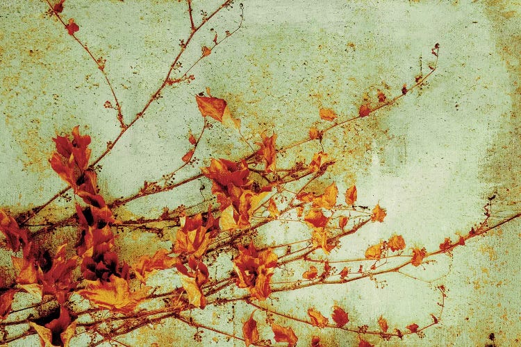Persimmon by PI Studio wall art