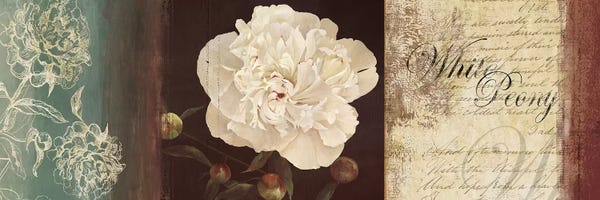 Peonies: Romanticism by PI Studio