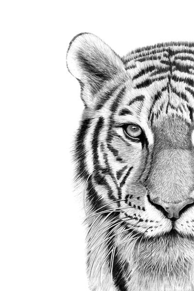 Tiger by Paul Stowe framed wall art