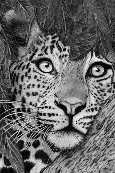 Leopards: Amongst The Leaves by Paul Stowe