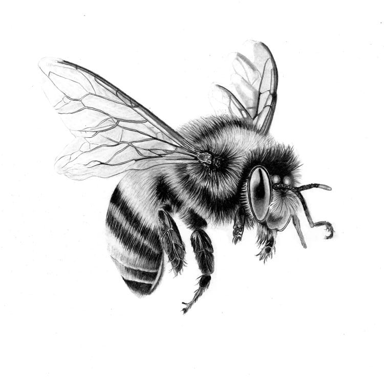 Bee In Pencil II by Paul Stowe wall art