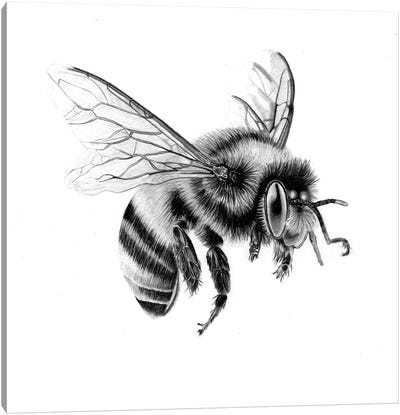Bee In Pencil II Canvas Art Print - Bee Art