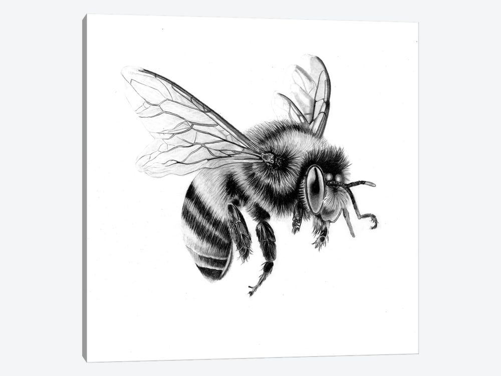 Bee In Pencil II by Paul Stowe 1-piece Canvas Wall Art