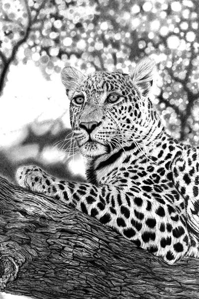 Leopards: Tree Leopard by Paul Stowe