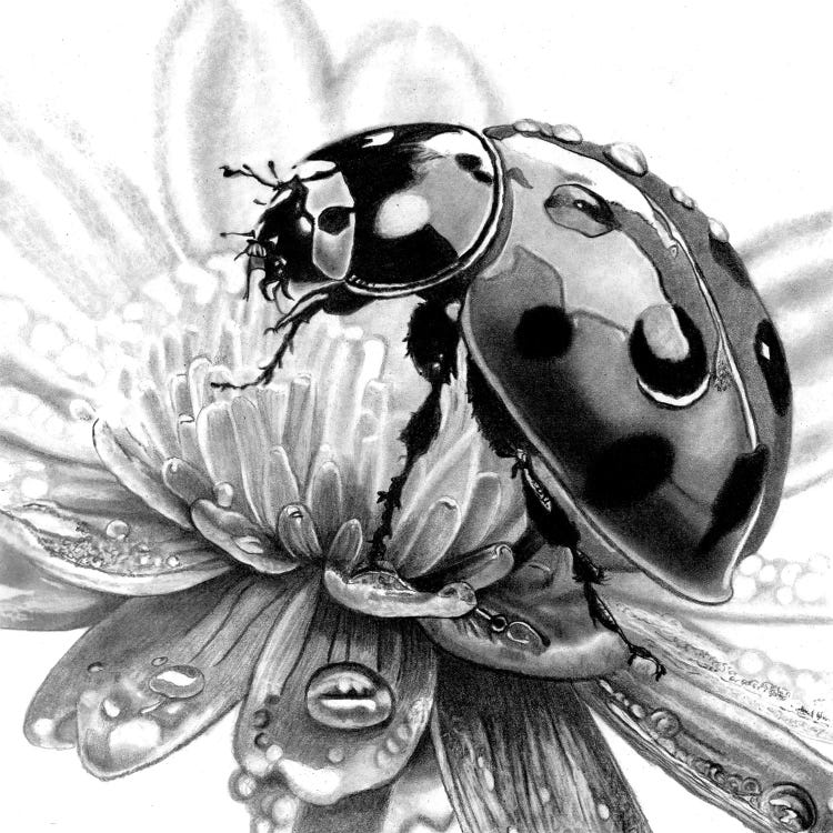 Ladybird by Paul Stowe wall art