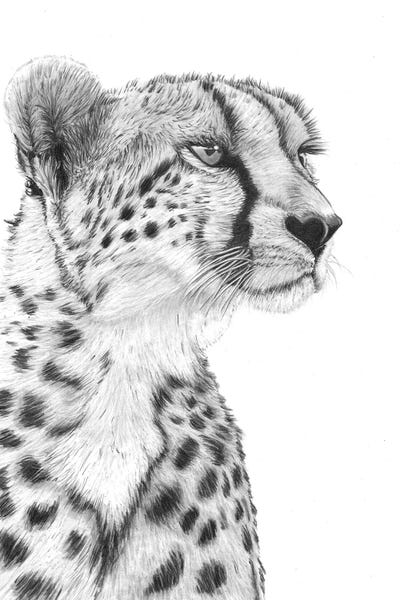 Animal Lover: Cheetah by Paul Stowe