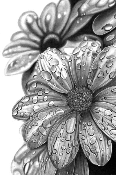 Black & White Drawings & Illustrations: Water Petals by Paul Stowe