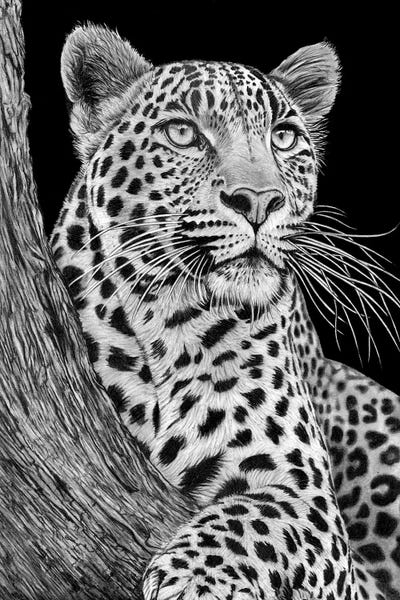 Leopard 2026