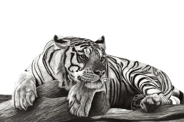 Resting Tiger