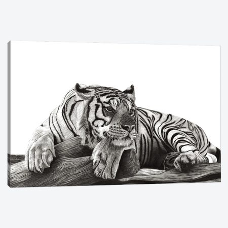 Resting Tiger Canvas Print #PSW16} by Paul Stowe Canvas Art Print