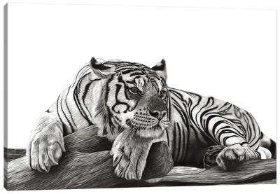 Resting Tiger Canvas Art Print - Paul Stowe