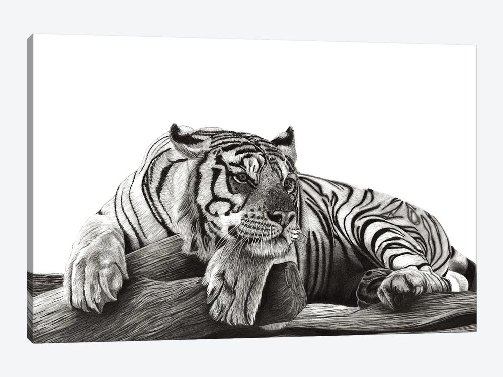 Resting Tiger by Paul Stowe 1-piece Art Print