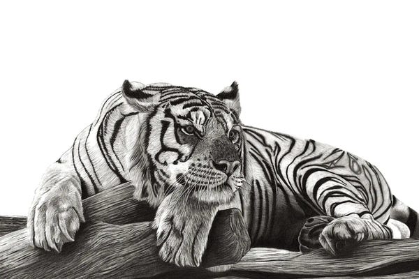 Tigers: Resting Tiger by Paul Stowe