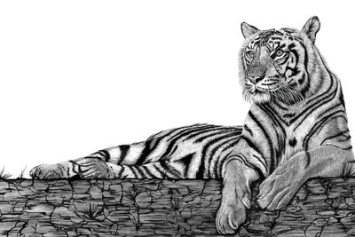 Tigers Rest by Paul Stowe framed wall art