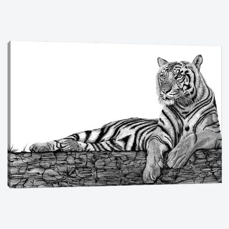 Tigers Rest Canvas Print #PSW17} by Paul Stowe Canvas Print