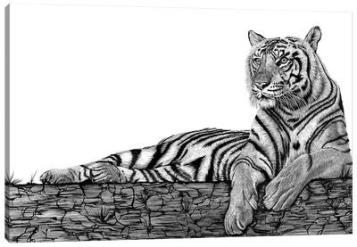Tigers Rest Canvas Art Print - Paul Stowe
