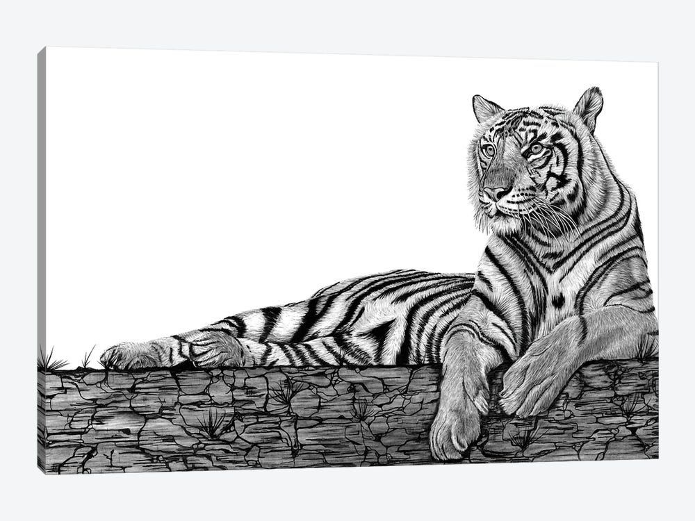 Tigers Rest by Paul Stowe 1-piece Canvas Artwork