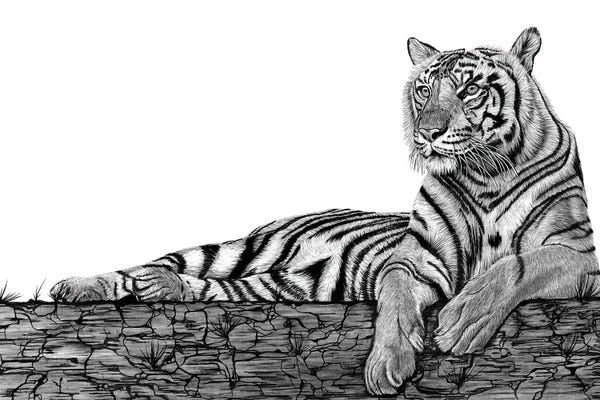 Tigers Rest