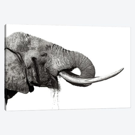 Tusker Canvas Print #PSW24} by Paul Stowe Canvas Artwork