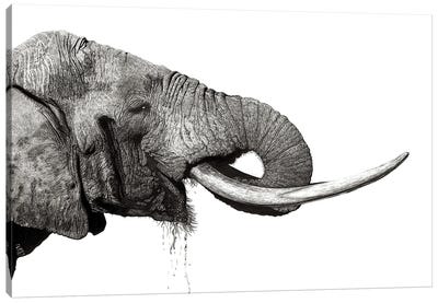 Tusker Canvas Art Print - Fine Art Safari