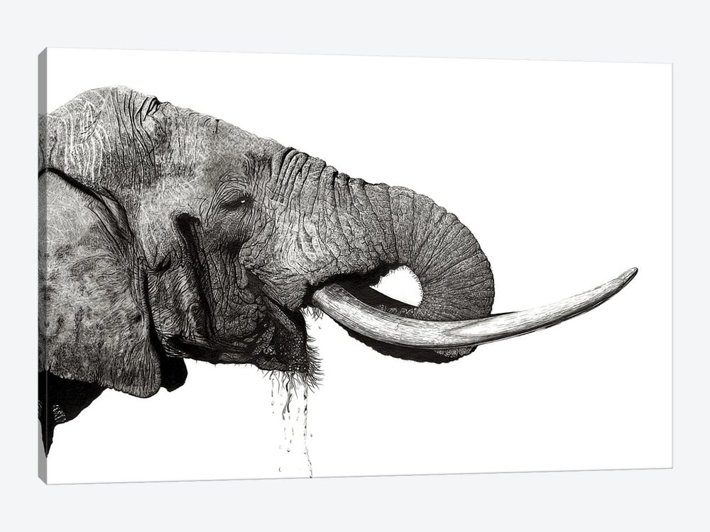 Tusker by Paul Stowe 1-piece Canvas Artwork
