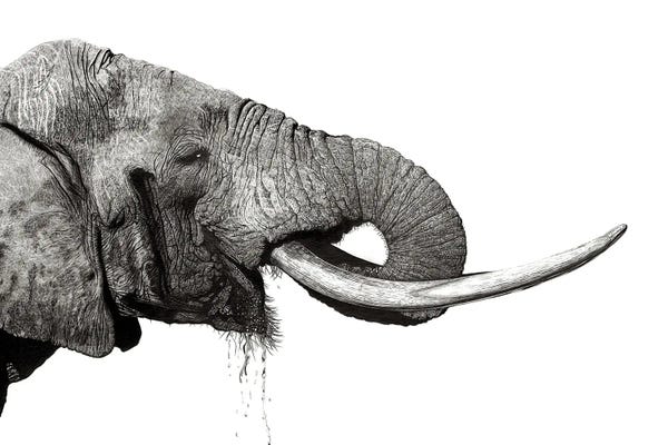 Fine Art Safari: Tusker by Paul Stowe
