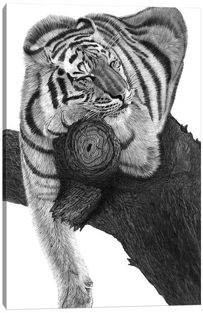 Sleeping Tiger Canvas Art Print - Fine Art Safari