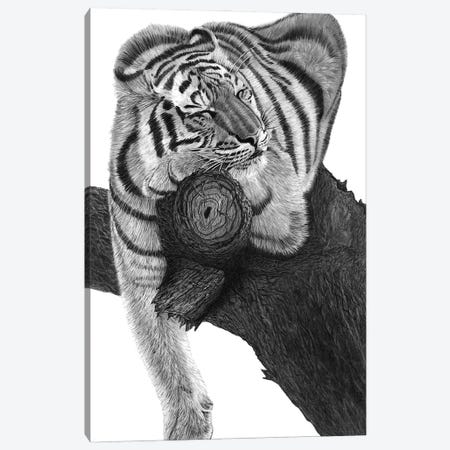 Sleeping Tiger Canvas Print #PSW28} by Paul Stowe Canvas Art Print