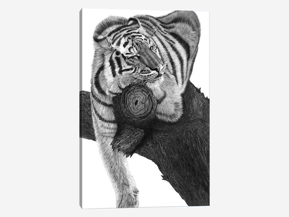 Sleeping Tiger by Paul Stowe 1-piece Canvas Wall Art