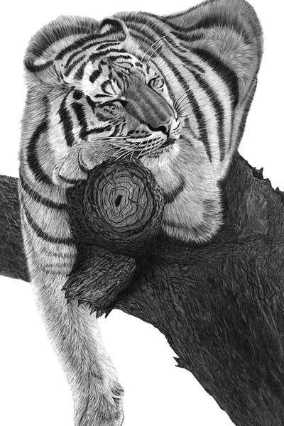 Fine Art Safari: Sleeping Tiger by Paul Stowe