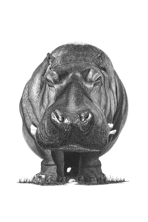 Hippo by Paul Stowe wall art